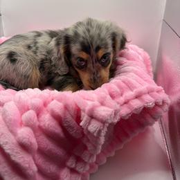 Rosie - Dapple female Dachshund puppy in Mountain Home, Arkansas from Furry Friends Kennel