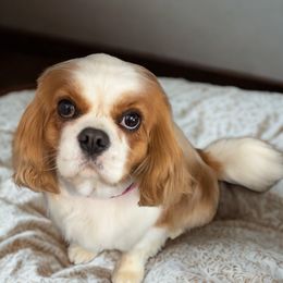 Cavalier King Charles Spaniel puppies from The House of Wiggle Waggle