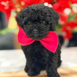 Kisses - Black female Poodle puppy in Apple Valley, California from Fletcher Fuzzy Friends