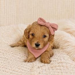 Winnie - Red female Maltipoo puppy in St. George, Utah from Winchester Hills Poodles and Doodles