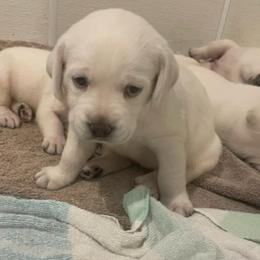 Boy 6 - male Labrador Retriever puppy in Hutto, Texas from Texas Bluebonnet Labs