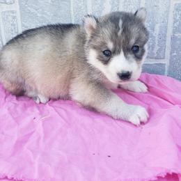 Candy - Gray and white female Siberian Husky puppy in Mccool Junction, Nebraska from Sininger Lagoon