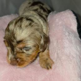 Coming soon - Dapple male Dachshund puppy in Arthur, Illinois from Dachs and Poms