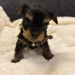 Strawberry - Black and tan female Yorkshire Terrier puppy in San Antonio, Texas from Sweet as dessert puppies