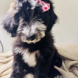 Aussiedoodle and Goldendoodle Puppies from Dream Hollow Farm