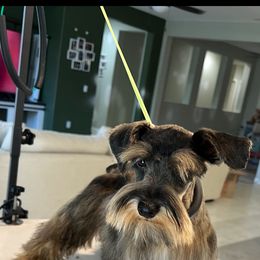 Chili - Miniature Schnauzer