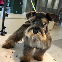 Chili - Miniature Schnauzer