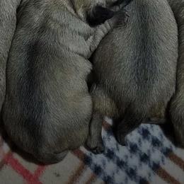 Pugs from Moore's Little Pug's