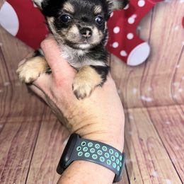 Vixen - Black and tan female Chihuahua puppy in Palmyra, Indiana from Country Star Chihuahuas