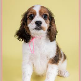 Ophelia - Brown white and tan female Cockapoo puppy in Connersville, Indiana from Deaz Doodle Ranch