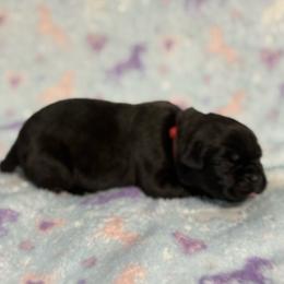 Red Collar R - Black male Cane Corso puppy in Paris, Texas from Knucklehead Cane Corso