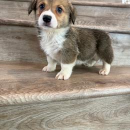 Asiago - Sable and white male American Corgi puppy in Pahrump, Nevada from Desert Sunset Corgis