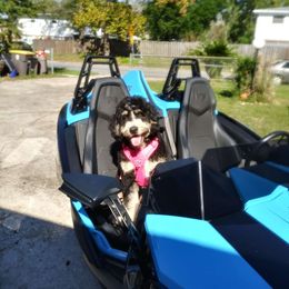 Leilo - Bernedoodle