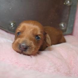 Phantom whisper AKC available - Dapple male Dachshund puppy in Bristol, Tennessee from It's Mini Wieners Baby