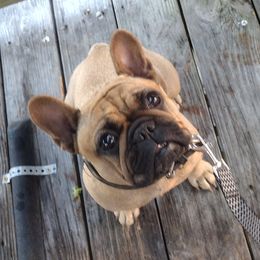 Dream - French Bulldog