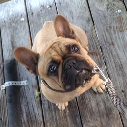 Dream - French Bulldog