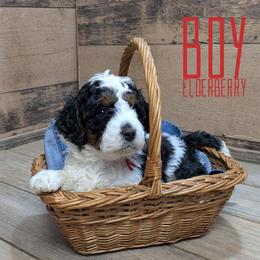 Elderberry - Black and white male Bernedoodle puppy in Cambridge, Minnesota from Country Meadow Doodles