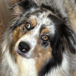 Loreal - Australian Shepherd