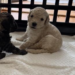 Crumpet Von BridleWoof - Cream male Goldendoodle puppy in Great Barrington, Massachusetts from BridleWoof