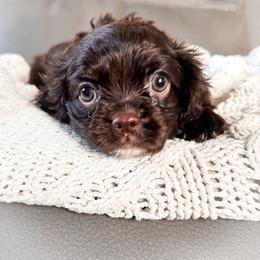 Willow - Chocolate female Cavalier King Charles Spaniel puppy in Tolleson, Arizona from Pixie Dust Cavaliers