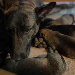 Belgian Malinois and xDutch Shepherd Puppies from Kaizen von Ruach Malinois