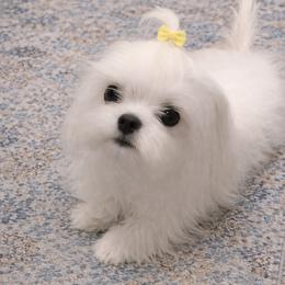 Sophie - Maltese