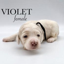 Violet - Buff and white female Cockapoo puppy in Claremont, North Carolina from Magnolia Grove Farms