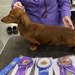 Dachshunds from Blarneydachs Dachshunds