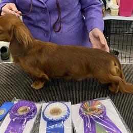 Dachshunds from Blarneydachs Dachshunds