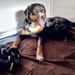 Appenzeller Sennenhund Puppies from HussarRidge