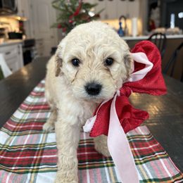 Peppermint Patty - Apricot female Goldendoodle puppy in Greenville, North Carolina from ENC Goldendoodles