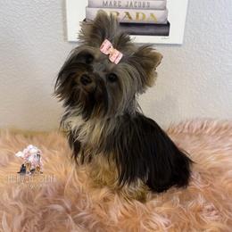 Wednesday - Black and gold female Yorkshire Terrier puppy in Riverside, California from Heaven_sent_toy_yorkies
