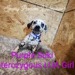 Dalmatian Puppies from Spotty Bottom Dalmatians