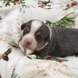 Pembroke Welsh Corgi Puppies from Wildcat Creek Corgis