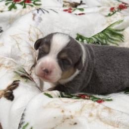 Pembroke Welsh Corgi Puppies from Wildcat Creek Corgis