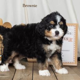Brownie - Tri-color female Bernedoodle puppy in St Joe, Indiana from Pawsh Bernedoodles