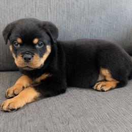 Rose - Black and mahogany female Rottweiler puppy in Parker, Colorado from Denver Rotties