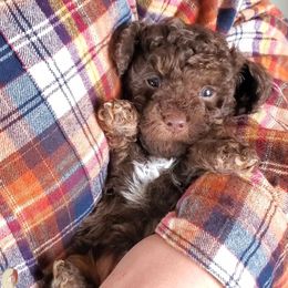 Little Bear - ToyChoc Brown Phantom - Phantom male Poodle puppy in Falcon, Missouri from Cedar House Heritage Poodles | AKC Toy & Miniature Poodle Puppies Raised in Home