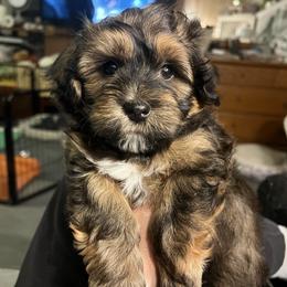 Red boy - Chocolate brindle male Havanese puppy in Arlington, Washington from Havanese With Love Breeding Co.