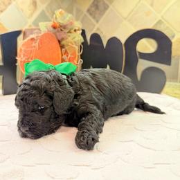 Geo (F2bb green boy) - Black and white male Aussiedoodle puppy in Midlothian, Texas from Gray Doodles