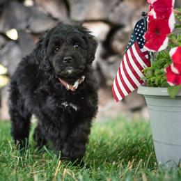 Australian Labradoodle Puppies from Forever Friends Labradoodles