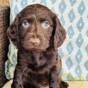 Boy yellow - Liver male Boykin Spaniel puppy in Dublin, Georgia from Ashcraft's Boykin Spaniels