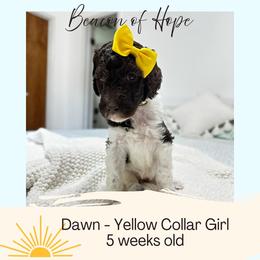 Dawn - Parti female Goldendoodle puppy in Montgomery, Texas from Dacus Doodles