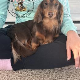 Waylon - Dachshund