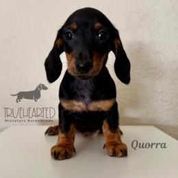 Quorra - Black and tan female Dachshund puppy in Royse City, Texas from Truehearted Miniature Dachshunds
