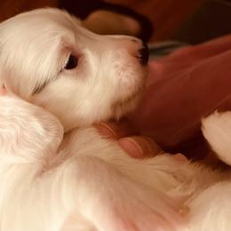 Lolly - Piebald female Dachshund puppy in Petersburg, Virginia from Wiggle Waddle Dachshunds