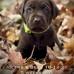 Mr Green - Chocolate male Labrador Retriever puppy in Portland, Tennessee from Whiskey Ridge Retrievers