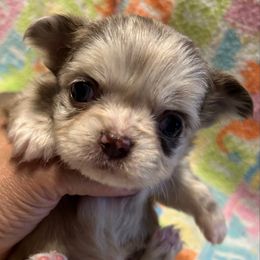 Opal - Merle female Chihuahua puppy in Hampton, Virginia from Chilove Chihuahuas