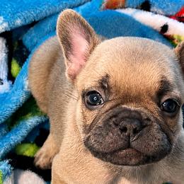 French Bulldogs from Jennie Capuano
