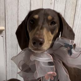 Clover Shaye - Dachshund